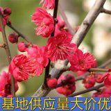 知乎園藝出售 紅梅苗 景區(qū)園林綠化工程苗 花鏡觀賞花卉