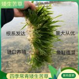 知乎園藝出售 矮化苦草 水面綠化 盆景盆栽 水生植物浮島種植