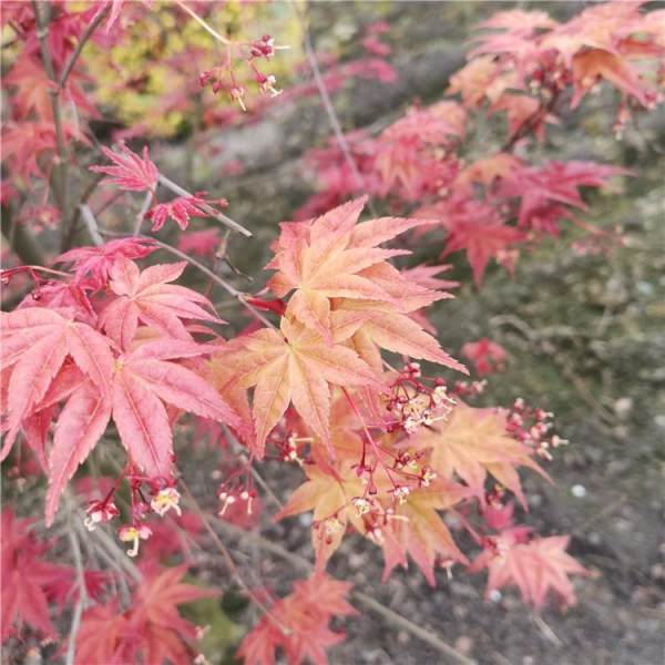 日本紅舞姬紅楓