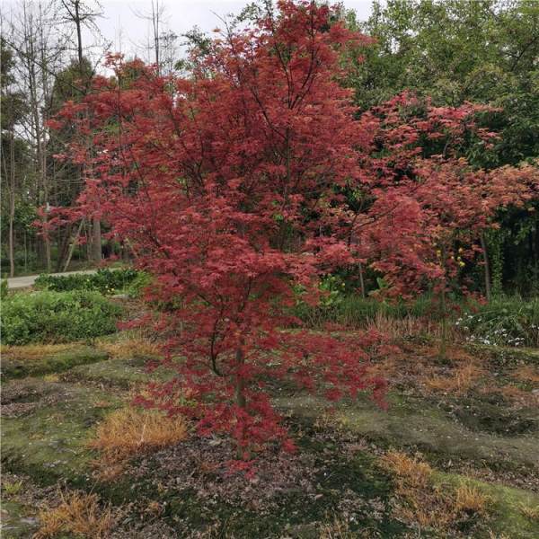 日本紅舞姬紅楓