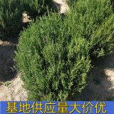 知乎園藝出售 蜀檜苗景區(qū)園林造景配植苗 道路綠化工程苗