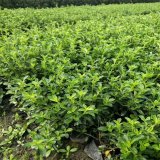 知乎園藝出售 六月雪 花鏡花壇栽植 花帶觀賞植物 庭院陽(yáng)臺(tái)綠化苗