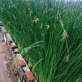 知乎园艺出售 水葱 湖面池塘绿化苗木 水生植物 湿地水体改造苗