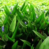 苗圃出售 水生植物梭魚(yú)草 池塘水體綠化造景工程配植苗木