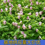 知乎園藝出售 夏謹(jǐn)花苗 花壇花鏡花海工程苗 小區(qū)別墅造景栽植