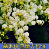 知乎园艺出售 柔毛绣线菊小苗 花镜花坛观赏花苗 园林风景观花苗