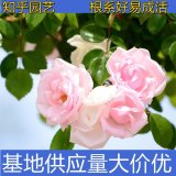 知乎園藝出售 薔薇小苗 園林庭院墻架攀援花卉 綠化工程苗