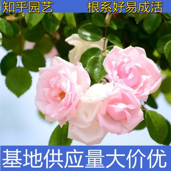 薔薇