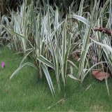 知乎園藝出售花葉山管蘭 花壇花鏡地被配植綠化 園林工程苗