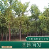 知乎園藝出售 刺槐小苗 規(guī)格齊全 園林景區(qū)造景工程苗木