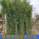 知乎園藝出售 毛竹小苗 園林綠化工程苗 別墅區(qū)觀賞栽植苗