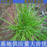 知乎園藝出售 澇峪苔草 杯苗盆苗 規(guī)格齊全 地被綠化工程草