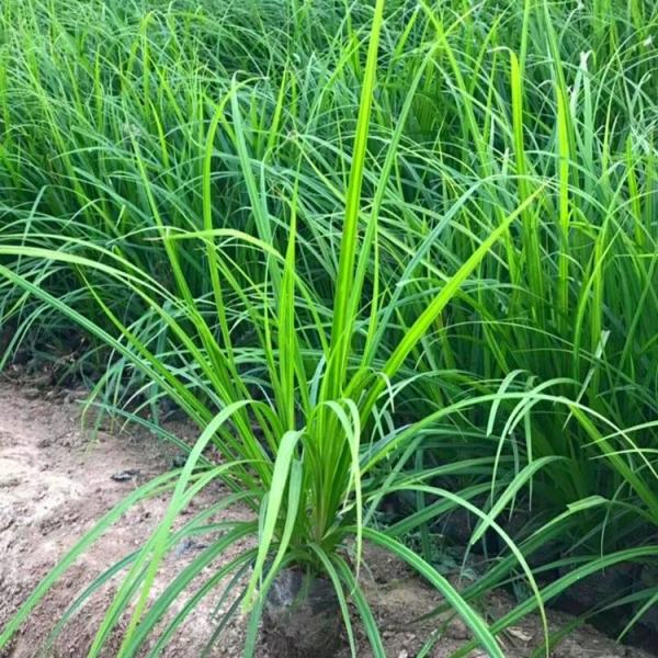 涝峪苔草