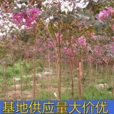 知乎園藝出售 速生紫薇花色豐富景區(qū)綠化工程苗 花鏡花壇配植苗木