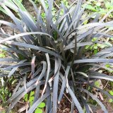 黑麥冬 色塊裝飾 花鏡花壇觀賞性地被苗 小區(qū)庭院公園綠化種植