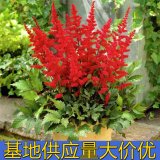 知乎園藝出售 落新婦小苗 景區(qū)園林綠化工程苗 花鏡配植苗