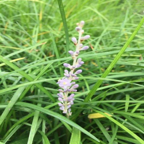 花叶山麦冬