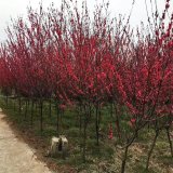 知乎園藝出售碧桃 規(guī)格種類齊全 園林景區(qū)綠化觀賞苗木