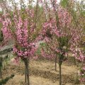 知乎園藝出售垂絲海棠 花壇花鏡造景觀賞 園林景區(qū)觀花苗木