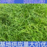 知乎園藝出售 苔草苗 規(guī)格品種齊全 園林綠化工程苗木 地被栽植