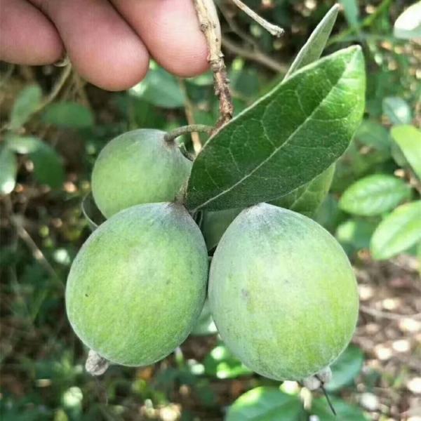 菲油果