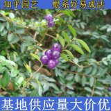 知乎园艺出售葡枝亮忍冬 园林绿化苗 常绿灌木 花坛观赏花卉