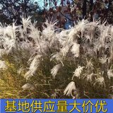 知乎園藝出售 玲瓏芒 歌舞白羽 草本植物 杯苗 規(guī)格齊全綠化苗