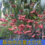 知乎園藝出售 金線吊蝴蝶 藤本植物 根系好 生長(zhǎng)性強(qiáng) 攀援綠化苗