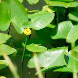 知乎園藝出售 萍蓬草 水生植物 濕地河道綠化造景工程配植苗