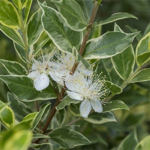 花叶香桃木价格