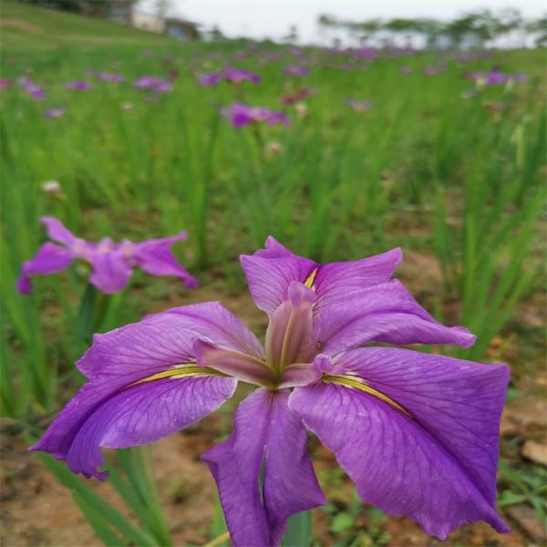 玉蟬花