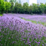 知乎园艺出售 柳叶马鞍草 庭院田园绿地观赏草 护土固坡地被苗