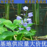 知乎園藝基地供應(yīng) 雨久花小苗 杯苗 水生花卉 別墅區(qū)水景觀賞苗