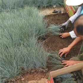 知乎园艺出售 蓝羊矛地被草园林道路绿化小杯苗 品种齐全