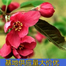 知乎园艺出售 亚当海棠 园林景区行道树 花坛花镜绿化工程苗