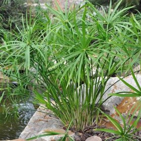 知乎园艺苗圃出售 风车草 花坛花镜边缘配植 庭院绿化工程苗