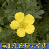 知乎园艺出售 金露梅苗小苗 花镜花坛造景工程苗 园林观赏苗