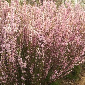 知乎园艺出售 郁李苗 景区绿化工程苗 花镜花坛配植苗