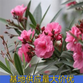 知乎园艺出售 粉花夹竹桃小苗 规格齐全花量大 园林景区时令花卉