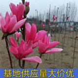 知乎園藝出售 嬌紅玉蘭 花量大 規(guī)格齊全 景區(qū)園林綠化工程苗