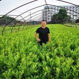 知乎園藝出售 荷蘭蜀刺綠化苗 盆景盆栽觀賞 別墅區(qū)栽植苗