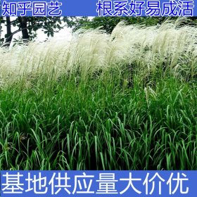 知乎园艺 佛子茅大小规格齐全 园林景区绿化观赏苗 地被护坡栽植