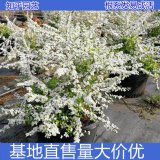 知乎園藝出售 噴雪花小苗 園林觀花灌木 繡線菊 花壇栽植苗