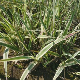 知乎园艺 花叶芦竹 水生植物 庭院小区水池栽植苗 绿化工程苗