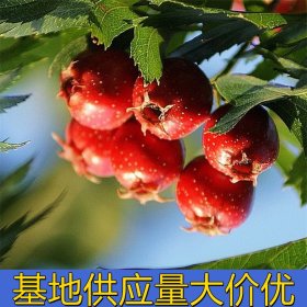 知乎园艺出售 山楂苗树 园林绿化工程配植苗 盆景盆栽观赏苗