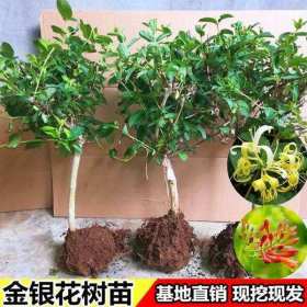 知乎园艺出售 金银花苗规格齐全 防冻耐寒 现挖现发 藤本植物