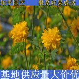 知乎園藝出售 棣棠苗 景區(qū)綠化工程配植 灌叢觀賞花苗