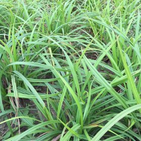 知乎园艺 大叶苔草 别墅小区 庭院绿化工程草 花坛花镜镶边配植