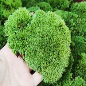 苔藓别名青泥苔 小型的高等植物 水土保持涵养水源 耐阴湿