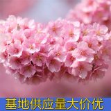 知乎园艺出售 樱花 园区景观造景配植苗木 景区观花绿化工程树